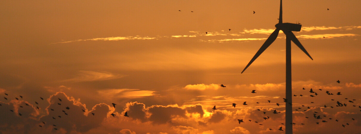 Fully one-third of our native bird species are in need of concerted conservation action in order to ensure their future. Taking action to support bird-smart wind energy solutions can help. Photo by Niek Goossen / Shutterstock