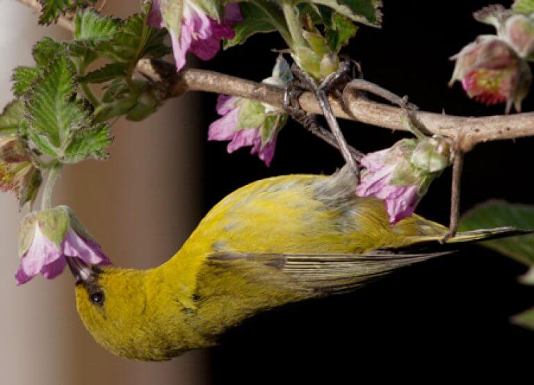 Meet Hawai‘i 'Amakihi, One Of The State's Most Adaptable Honeycreepers