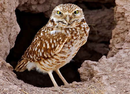 Burrowing Owl at nest, Alan Wilson