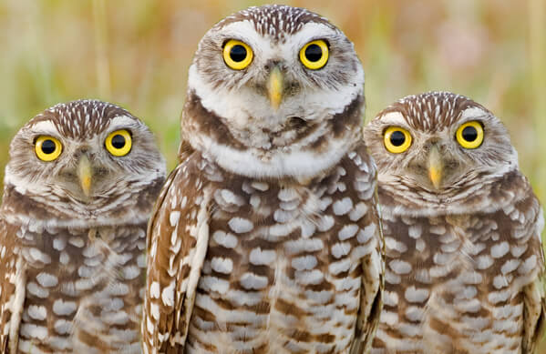 Burrowing Owl, Tania Thompson, Shutterstock