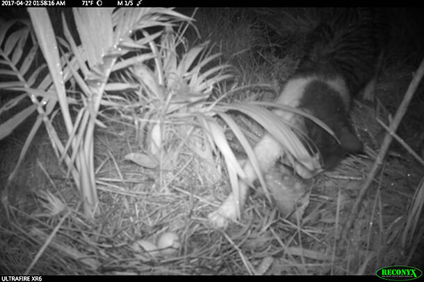 Feral cat preying on Hawaiian Common Gallinule nest