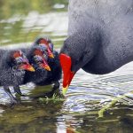 Feral cats caught killing Hawaiian common gallinule_Hob Osterlund_PR