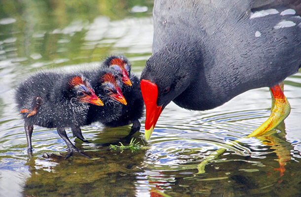 Hawaiian Common Gallinule is preyed upon by feral cats in Hawaii. Photo by dirkr/Shutterstock