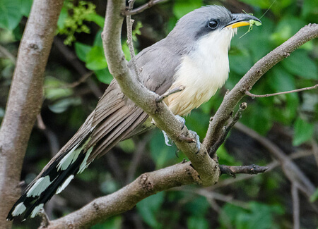 Mangrove Cuckoo, Rich Sajdak