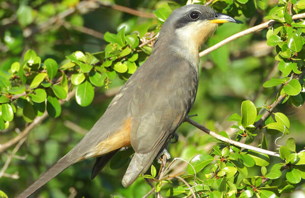 Mangrove Cuckoo, Zanka M, Wikimedia