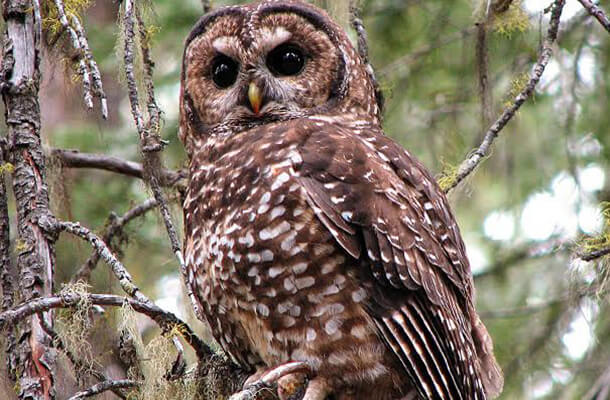 “The Northern Spotted Owl is one of the big losers in the monuments decision,” said Steve Holmer, Vice President of Policy for American Bird Conservancy. Photo by Chris Warren