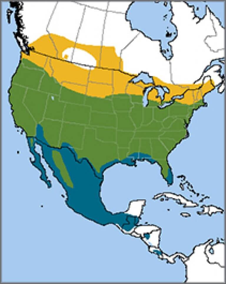 Cooper's Hawk - American Bird Conservancy