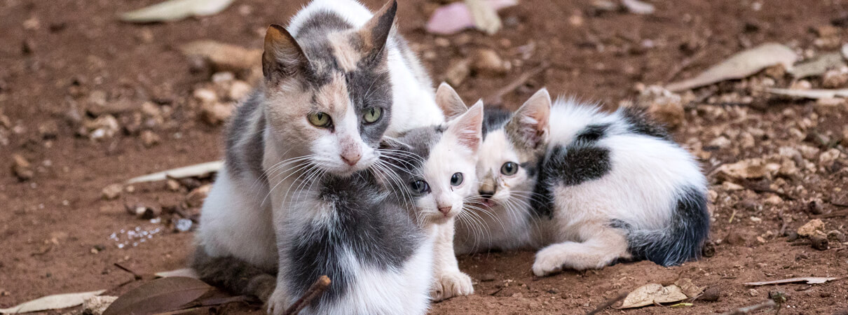 Feral cat and kittens, Oahu, HI_Chris Farmer