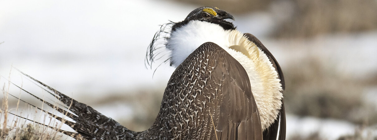 Greater Sage-Grouse by Kenneth Rush/Shutterstock