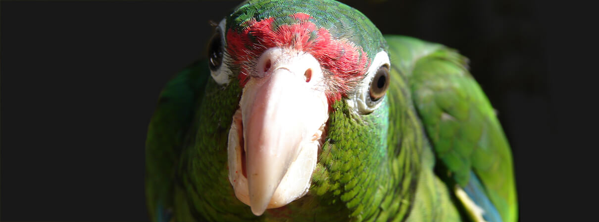 Puerto Rican Parrot by Pablo Torres, USFWS