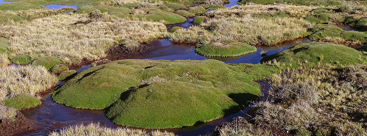A view of healthy "bofedales," a unique and sensitive wetland in the Peruvian Andes, unaffected by turf mining. Photo by Phil Tanimoto