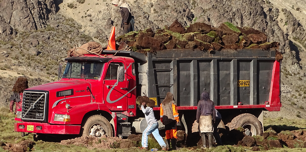 Turf miners load trucks with peat removed from nearby wetlands. Turf mining has become a serious concern in the Peruvian Andes. Photo by Phil Tanimoto