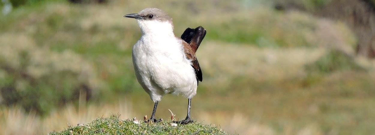 One of the world's most endangered birds, the White-bellied Cinclodes makes its home high in the Peruvian Andes, in sensitive wetlands known as "bofedales." Turf mining is taking a toll on this unique ecosystem. Photo by Tino Aucca/ECOAN