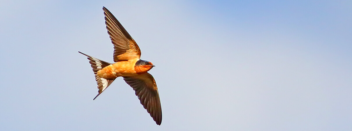 Barn Swallow by Greg Homel/Natural Elements Productions