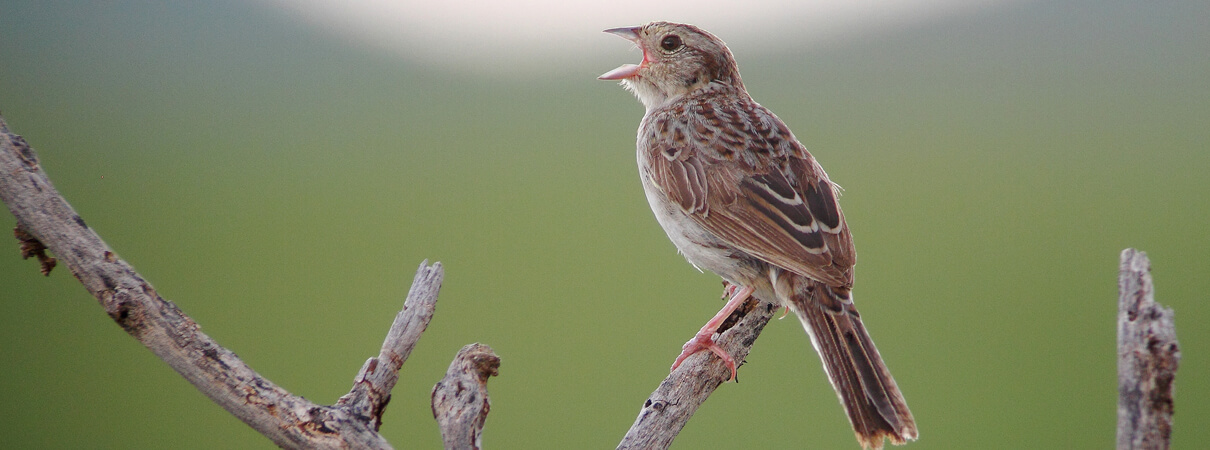 Cassin's Sparrow is one species that will benefit from the restoration of native grasslands worn down by invasive brush, non-native grasses, unsustainable rangeland management, and the alteration of natural fire patterns. Photo by Greg Homel