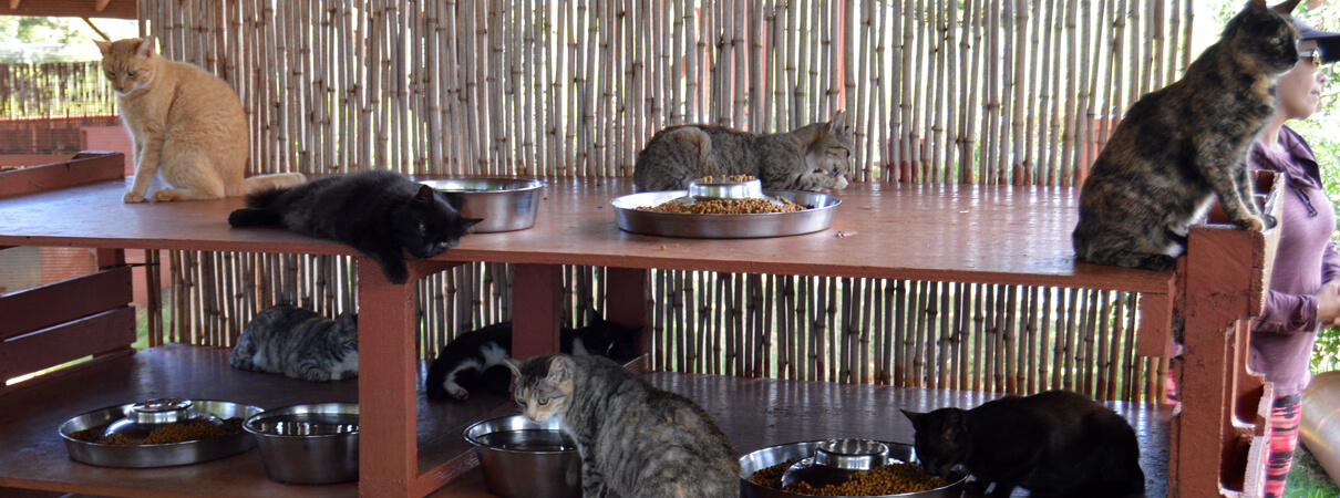 The sanctuary's informal motto is “Saving cats and protecting endangered birds.” Many of the cats at the sanctuary would otherwise be hunting for food among Lanai's native birds.Photo by Louisa Phillips