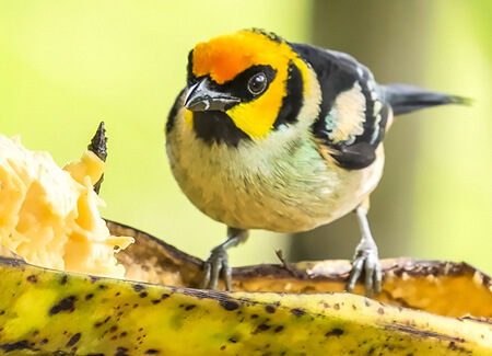 Flame-faced Tanager eating plantain, Chiyacat, Shutterstock_