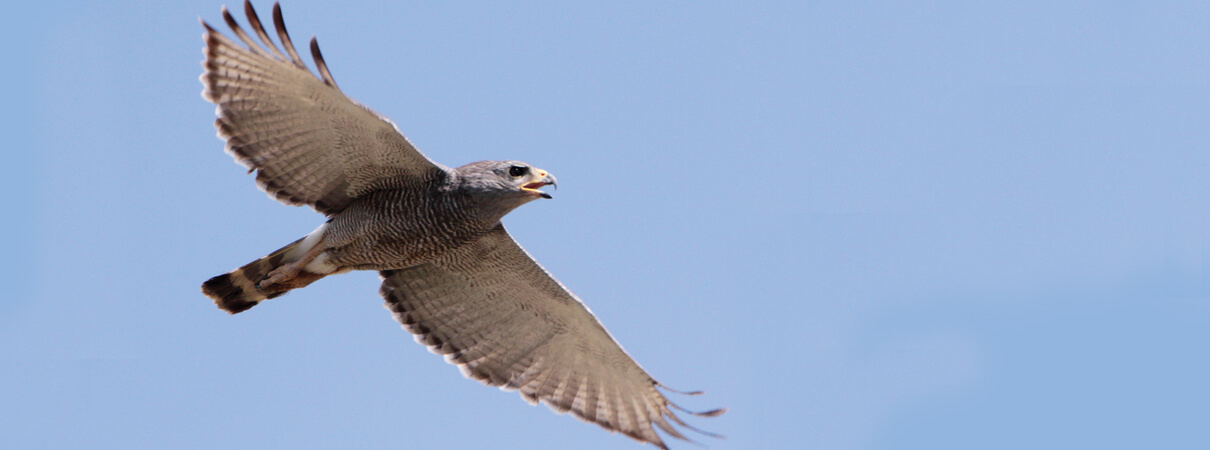ABC is working with partner organizations and agencies to rehabilitate riverside forests along tributaries of the Rio Grande that are home to Gray Hawks (pictured) and many other species. Photo by Larry Thompson
