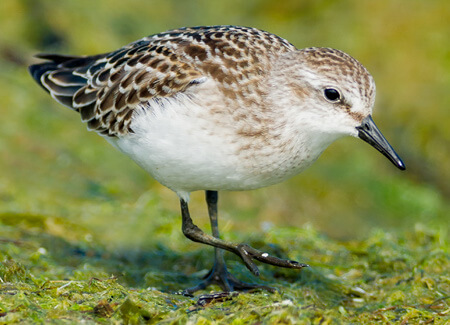 Semipalmated Sandpiper, Paul Reeves Photography, Shutterstock