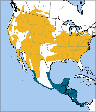 Yellow-breasted Chat map, NatureServe