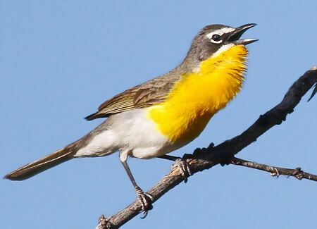 Yellow-breasted Chat singing, Alfred Yan