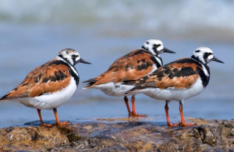 Ruddy Turnstones, Gerald A. DeBoer, Shutterstock