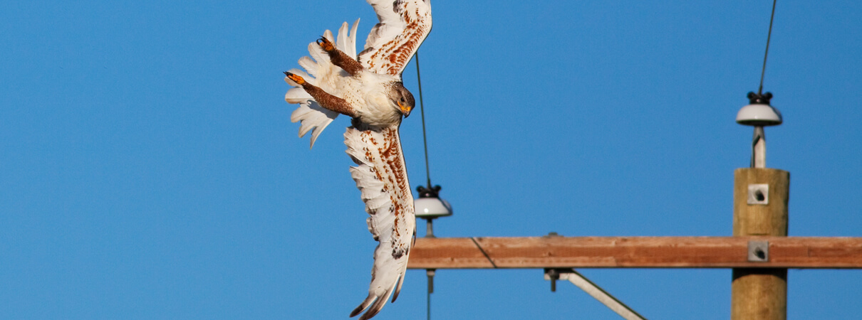 A Ferruginous Hawk colliding with a powerline. Photo by Brenda Carson/Shutterstock