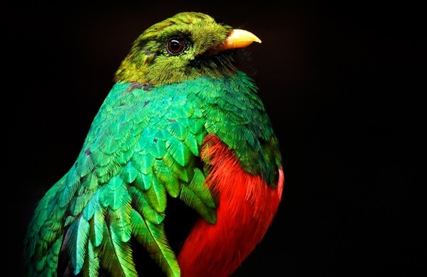 Golden-headed Quetzal, Golden-headed Quetzal, Ondrej Prosicky, Shutterstock