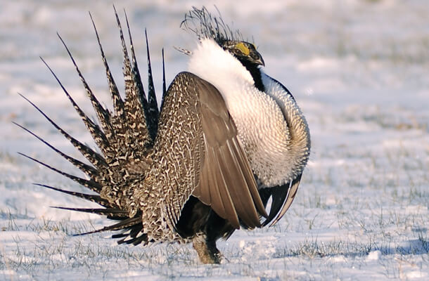 More habitat protection is needed to conserve sage-grouse. Photo by Warren Cooke