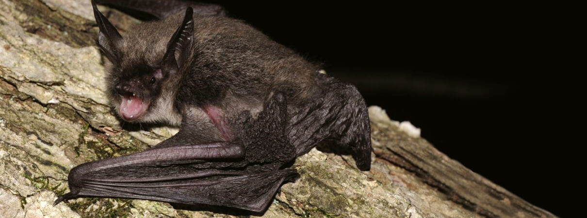 Northern Long-eared Bat/U.S. Fish and Wildlife Service