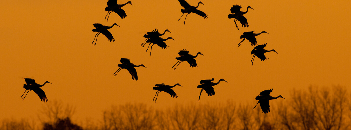 Sandhill Cranes by Rob Stokes/Shutterstock
