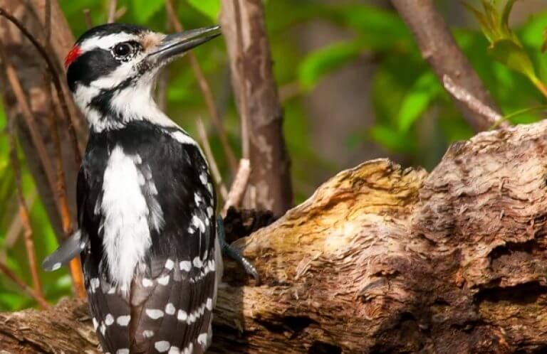 BOTW Landing Page Thumbnail_Hairy Woodpecker_Paul Reeves Photography_SS