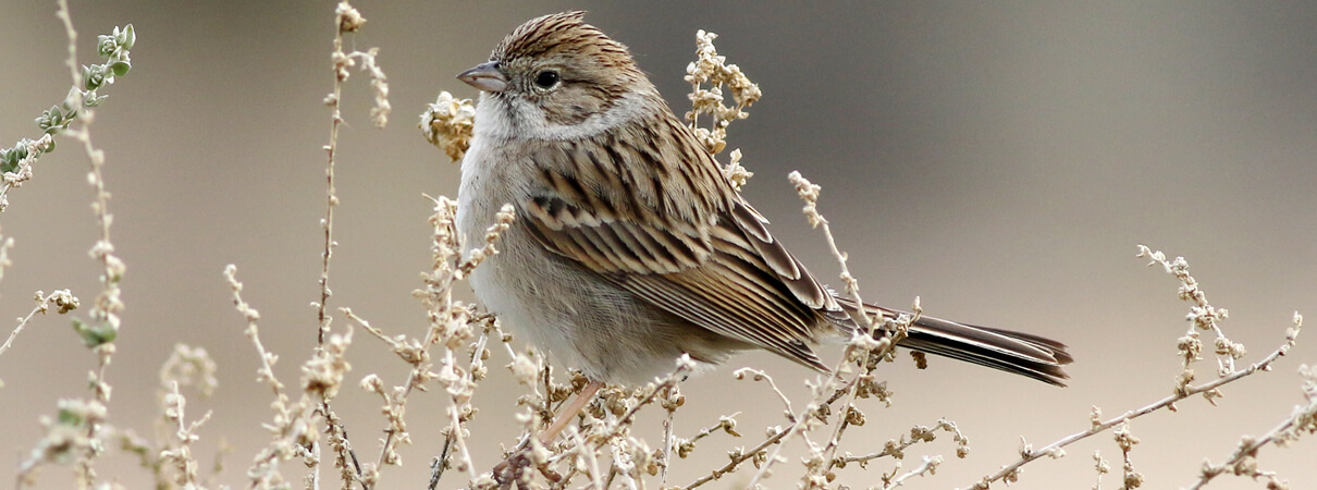 Brewer's Sparrow by Mike Parr