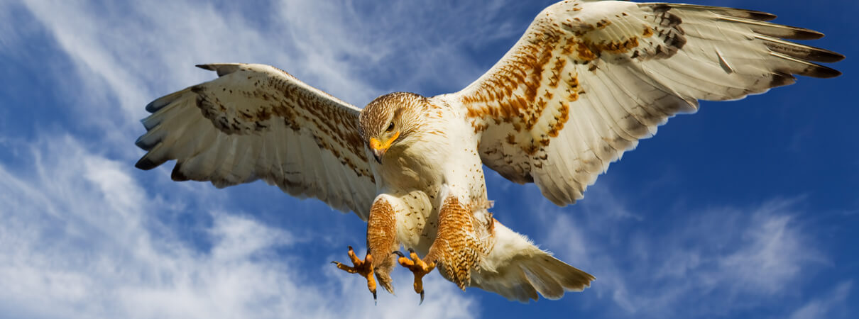 Ferruginous Hawk by Stephen Mcsweeny/Shutterstock