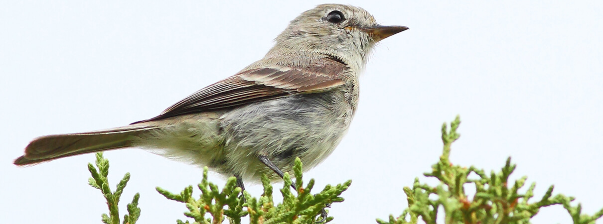 Gray Flycatcher by Greg Homel/Natural Elements Productions