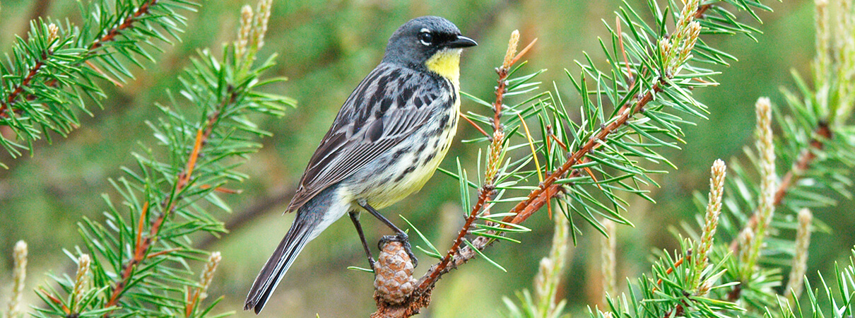 Kirtland's Warbler by Ron Austing