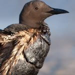 Migratory Bird Treaty Act thumbnail oiled bird