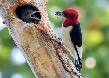 Red-headed Woodpecker feeding young, Brent Barnes, Shutterstock