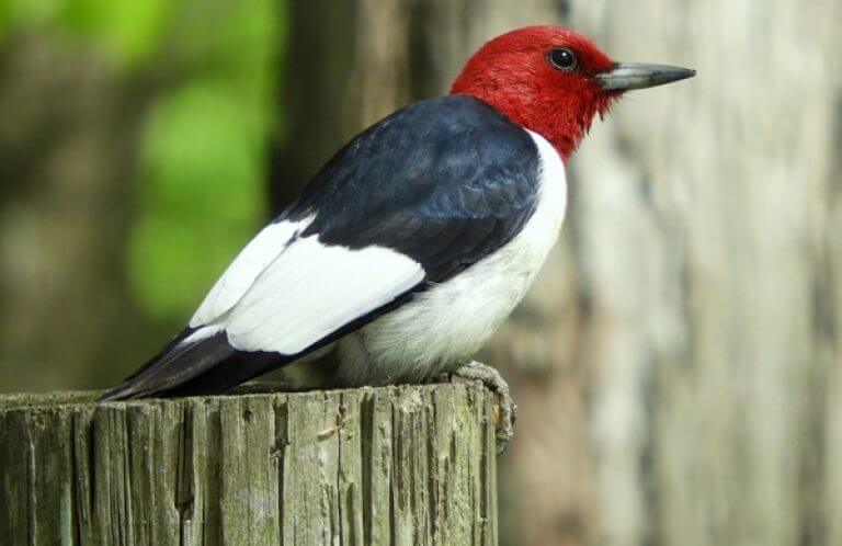 Red-headed Woodpecker, Brian Woolman, Shutterstock
