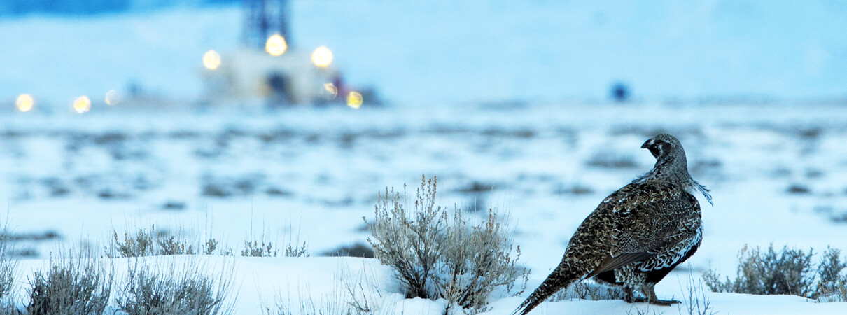 The state of Wyoming has placed some limits on energy development in areas that contain large populations of Greater Sage-Grouse in an effort to curb population declines. Photo by Gerrit Vyn