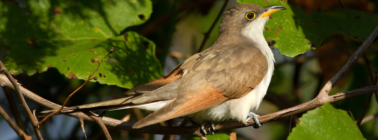Yellow-billed Cuckoo by Mark Johnson