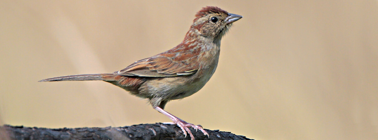 Bachman's Sparrow by Greg Lavaty
