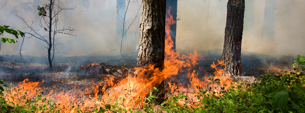 Pine forest burning by OlegD/Shutterstock