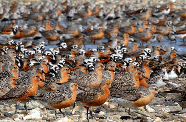 Red Knots and other shorebirds by Mike Parr