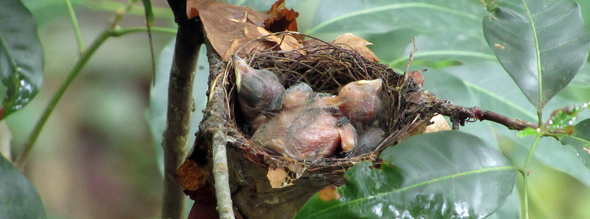 Araripe Manakin hatchlings in nest, photographed by George Barbosa