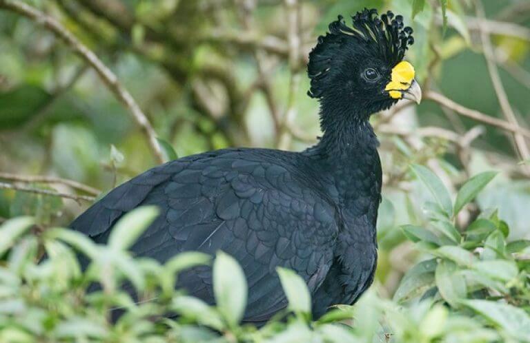 Great Curassow, Kevin Ager, www.kevinagur.uk