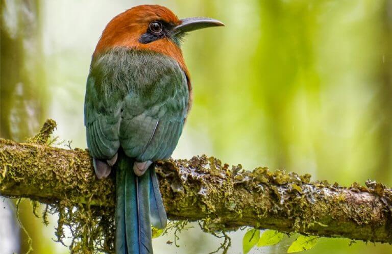 Broad-billed Motmot, Lars Tjusberg