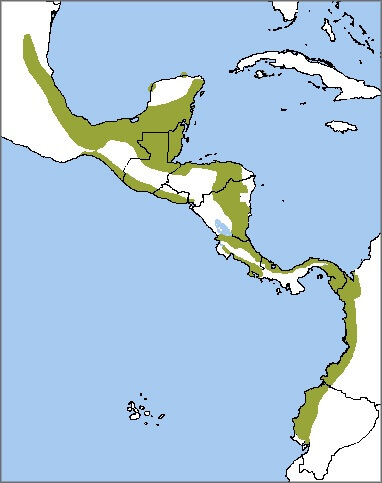Great Curassow map, NatureServe