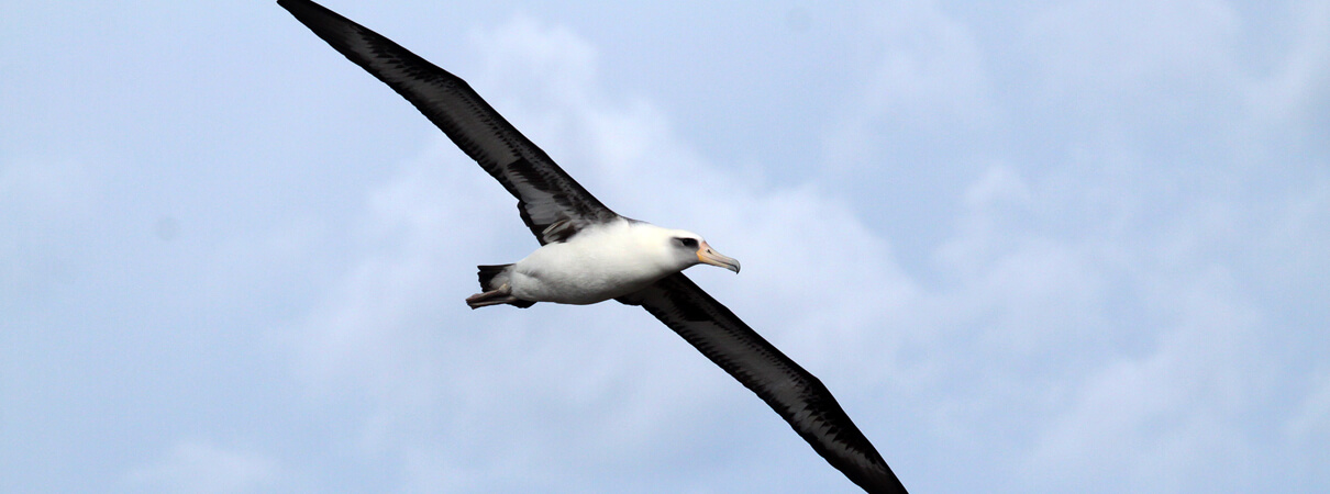 Laysan Albatross by Sophie Webb