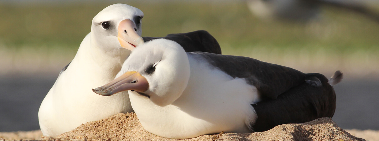 Laysan Albatrosses preening by Cameron Rutt